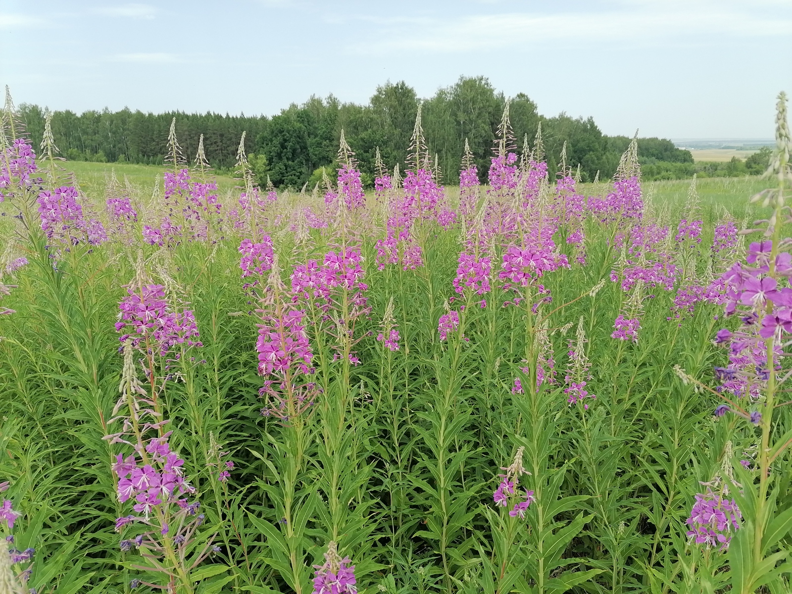 Минлесхоз Башкирии защищает липовые леса: пчеловоды получат учет своих интересов