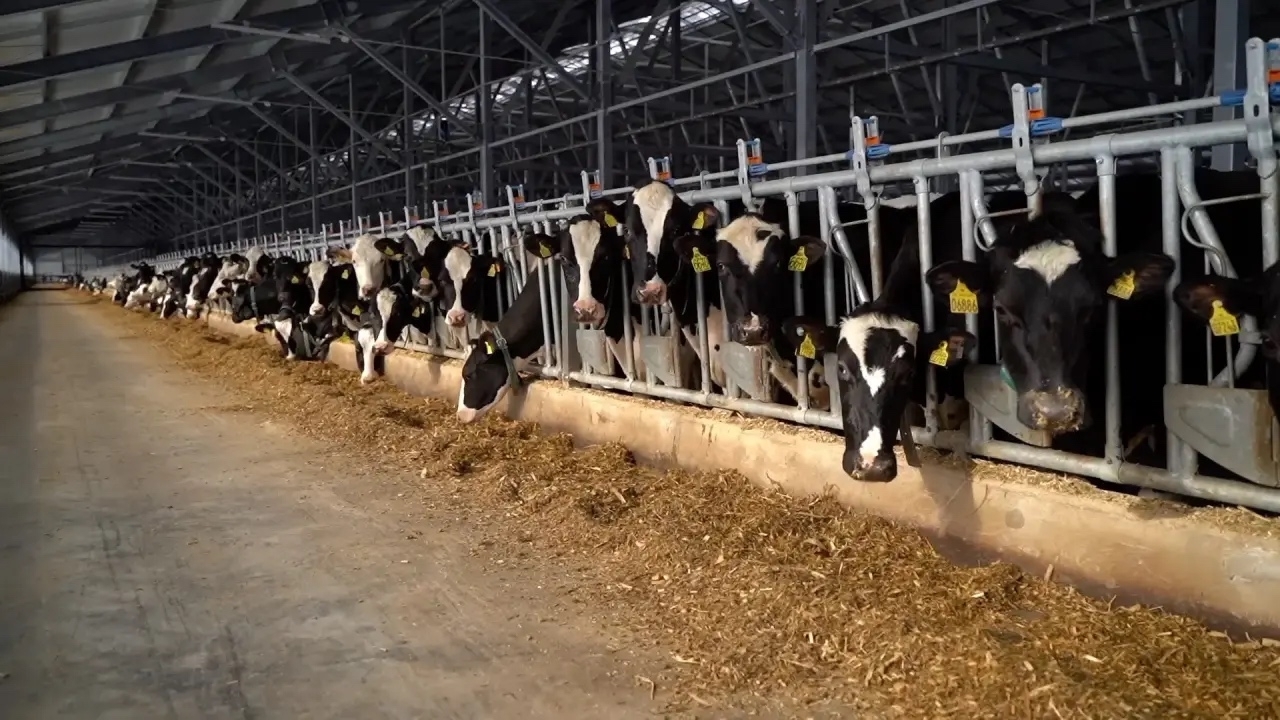 Башкирия удвоит число современных молочных ферм к 2030 году