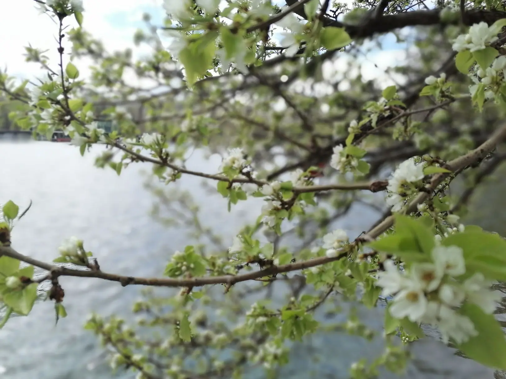 В парке Уфы зацвела яблоня
