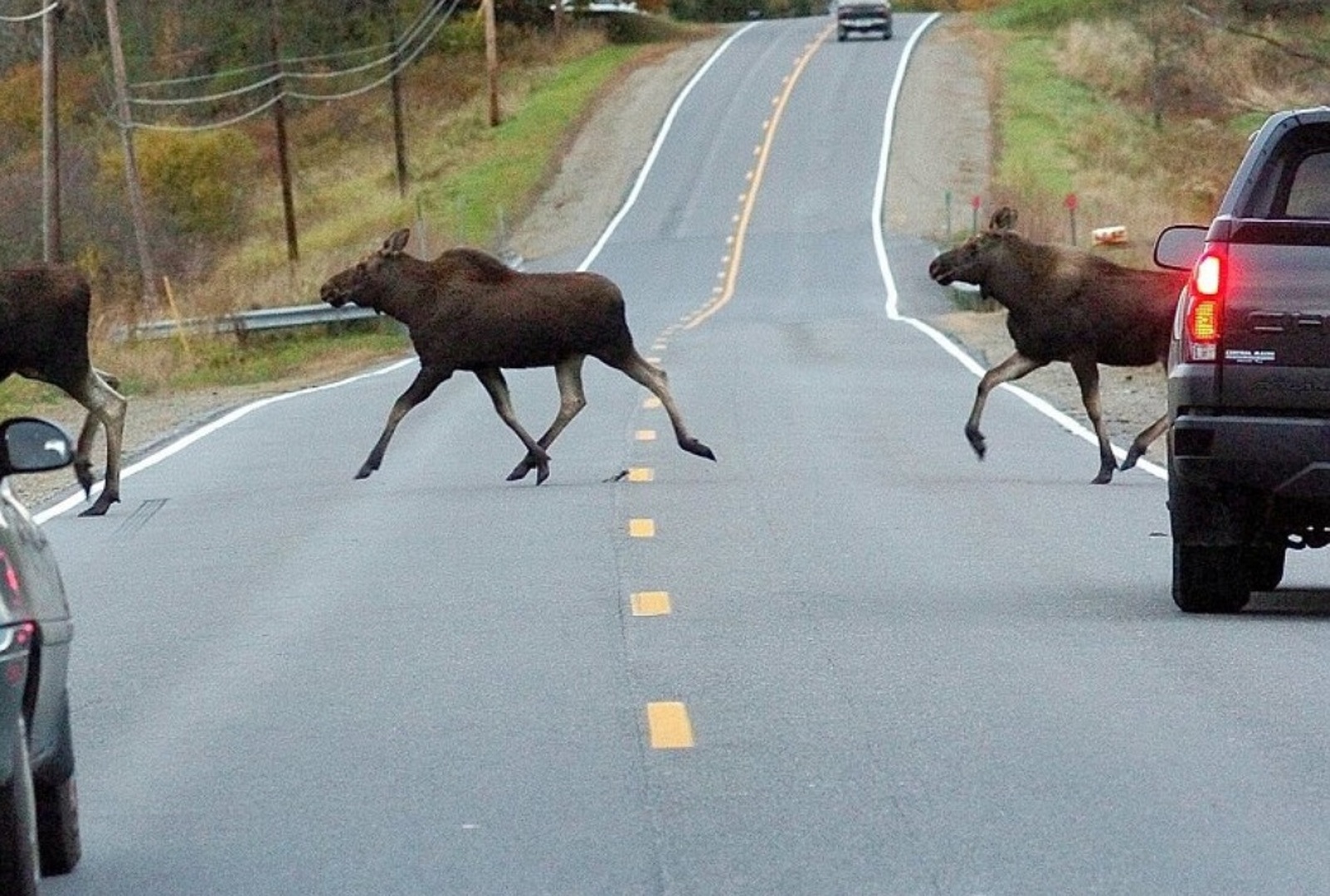 В Башкирии водителей предупредили об опасности встреч  с дикими животными