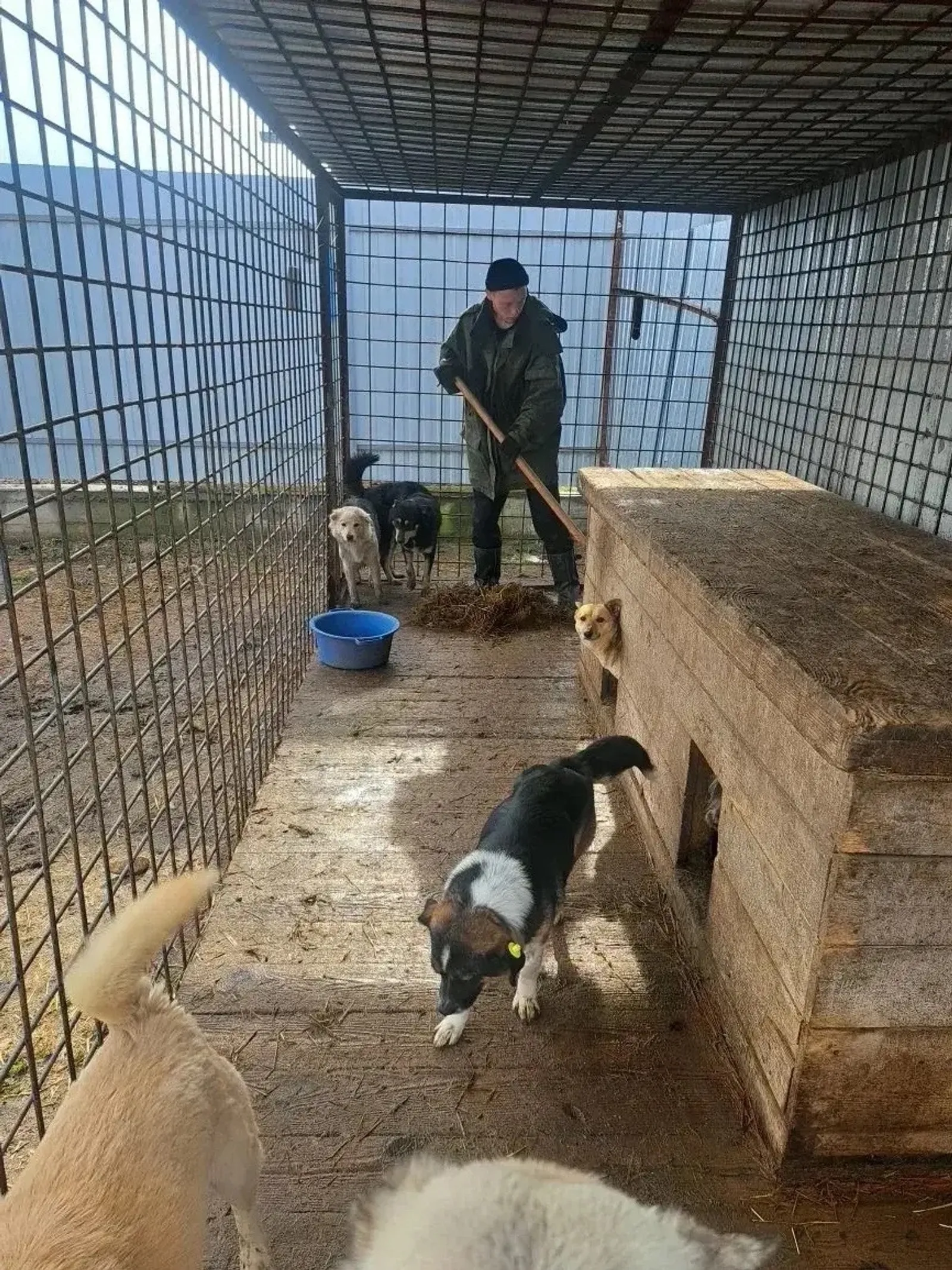 В ПВС «Кармасан» Уфимского района питомцы в надежных руках