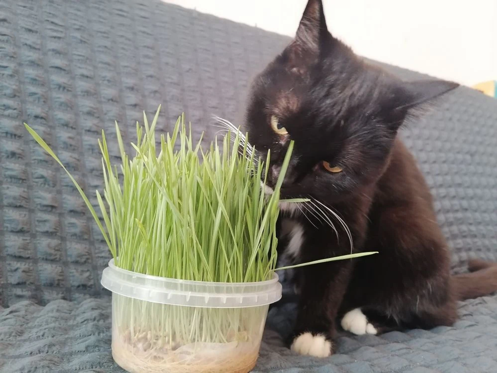 Зачем коты едят траву и как вырастить зелень для усатого дома