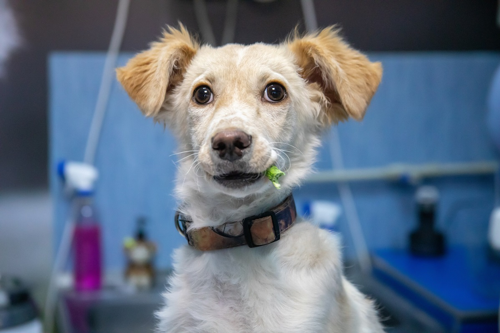 В Уфе продолжают усиливать меры по контролю за бездомными животными