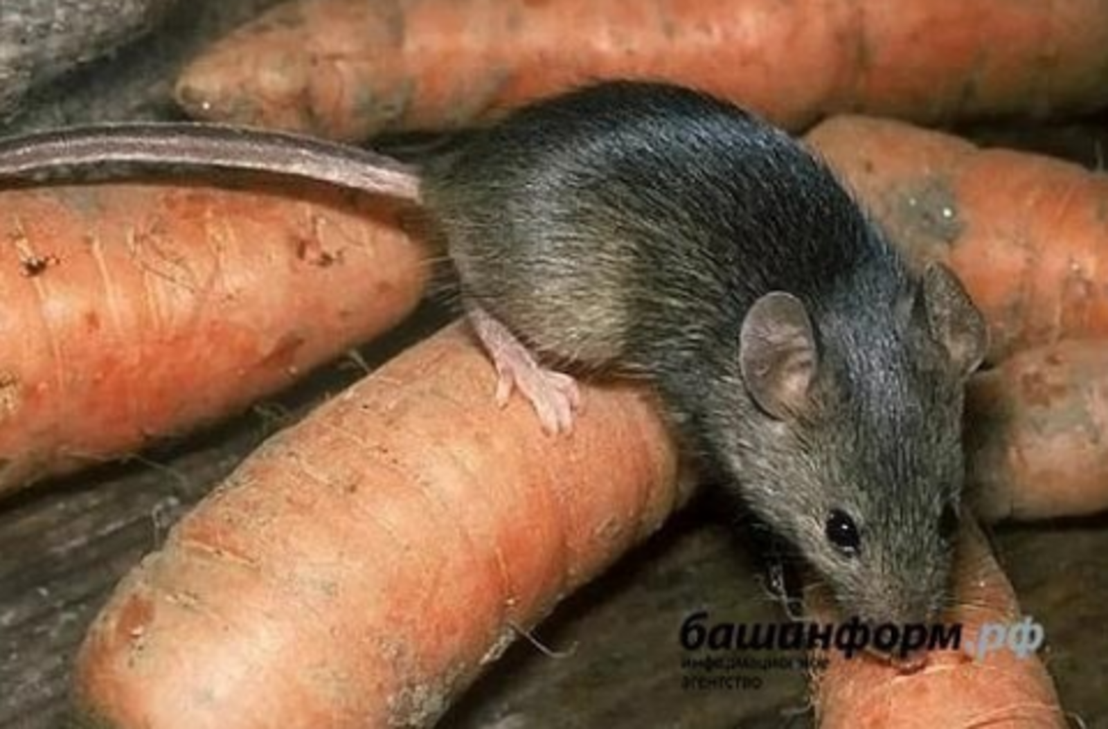 В Башкирии прогнозируют рост заболеваемости мышиной лихорадкой