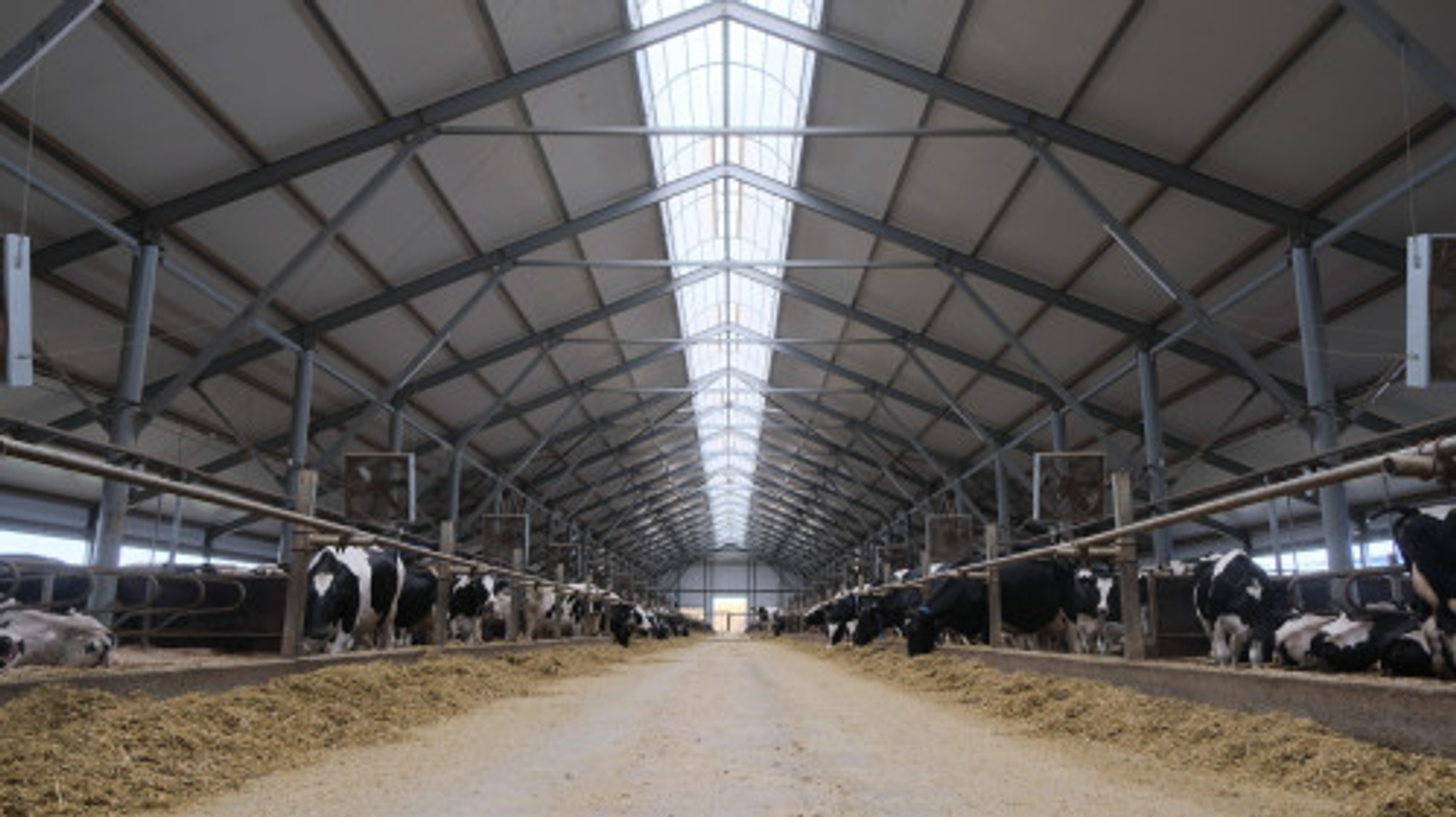 В Башкирии в 2025 году введут в эксплуатацию 5 современных молочных ферм
