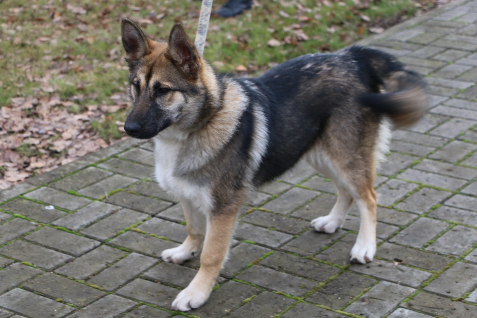 В МЧС появился пушистый герой спасателей – пес Лаки