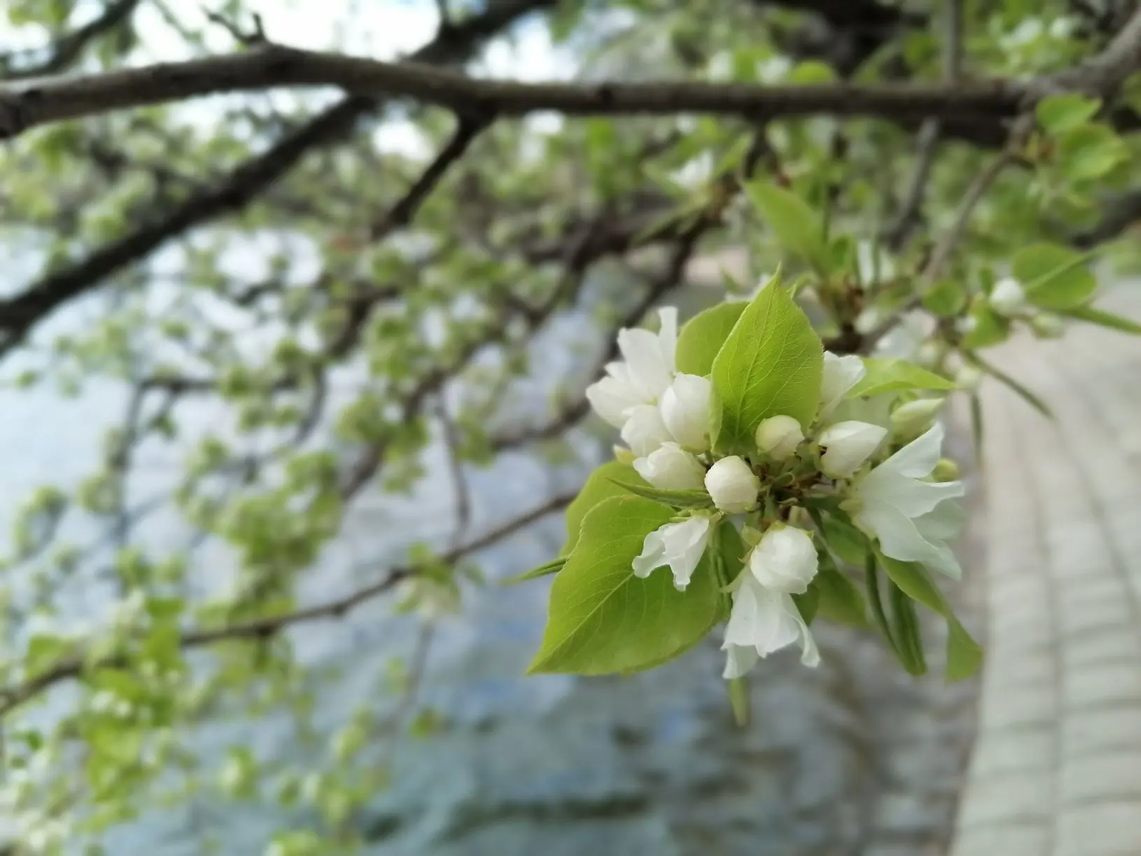 В парке Уфы зацвела яблоня