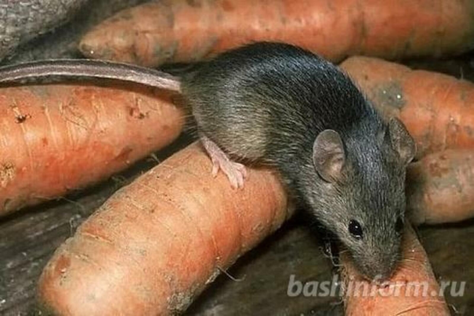 Заболеваемость мышиной лихорадкой в Башкирии выросла в 6 раз