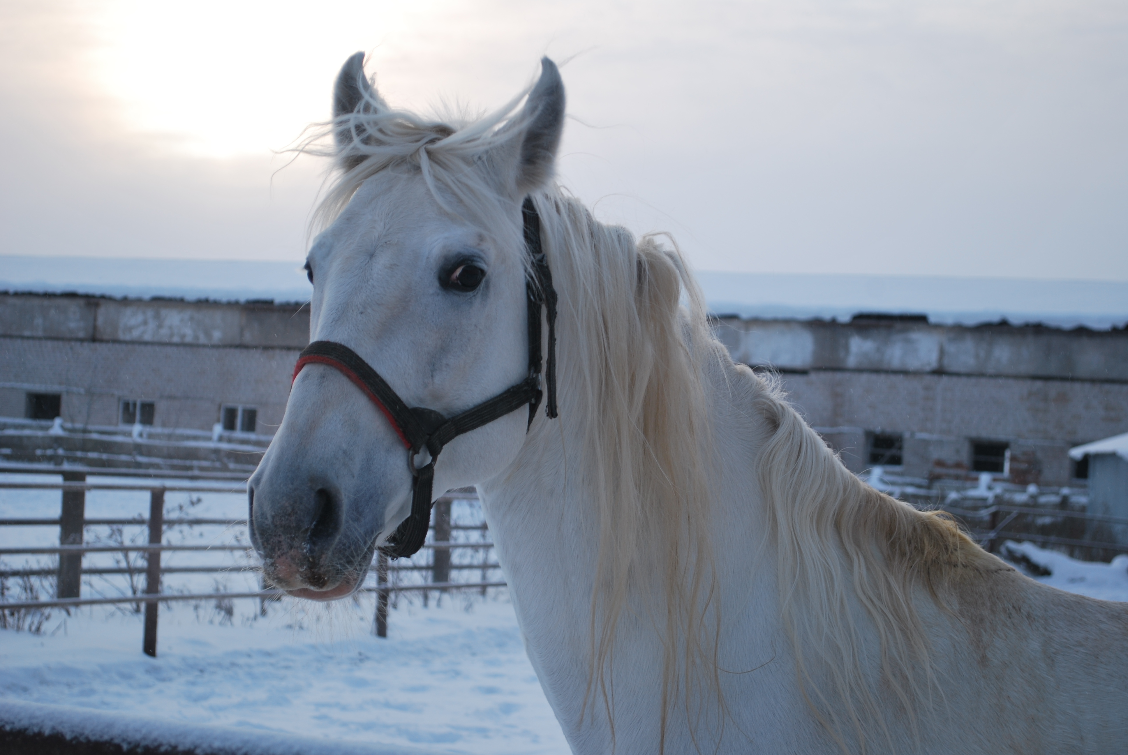 Живые символы года