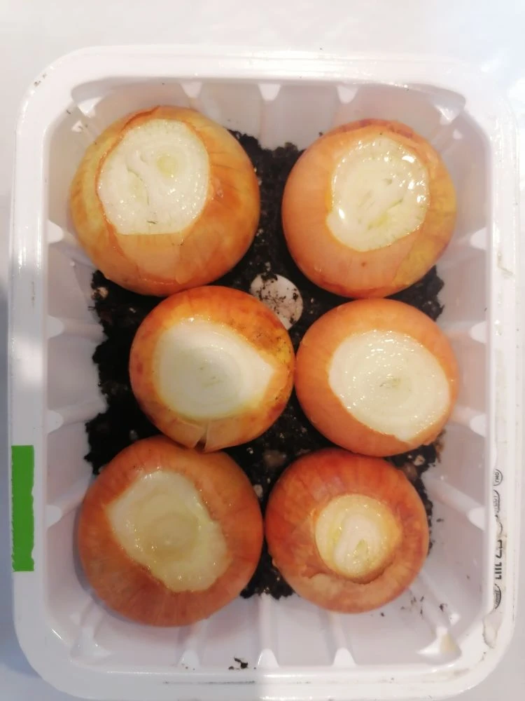 Зелёный лук на подоконнике: как вырастить витамины дома