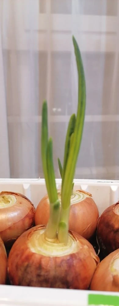 Зелёный лук на подоконнике: как вырастить витамины дома