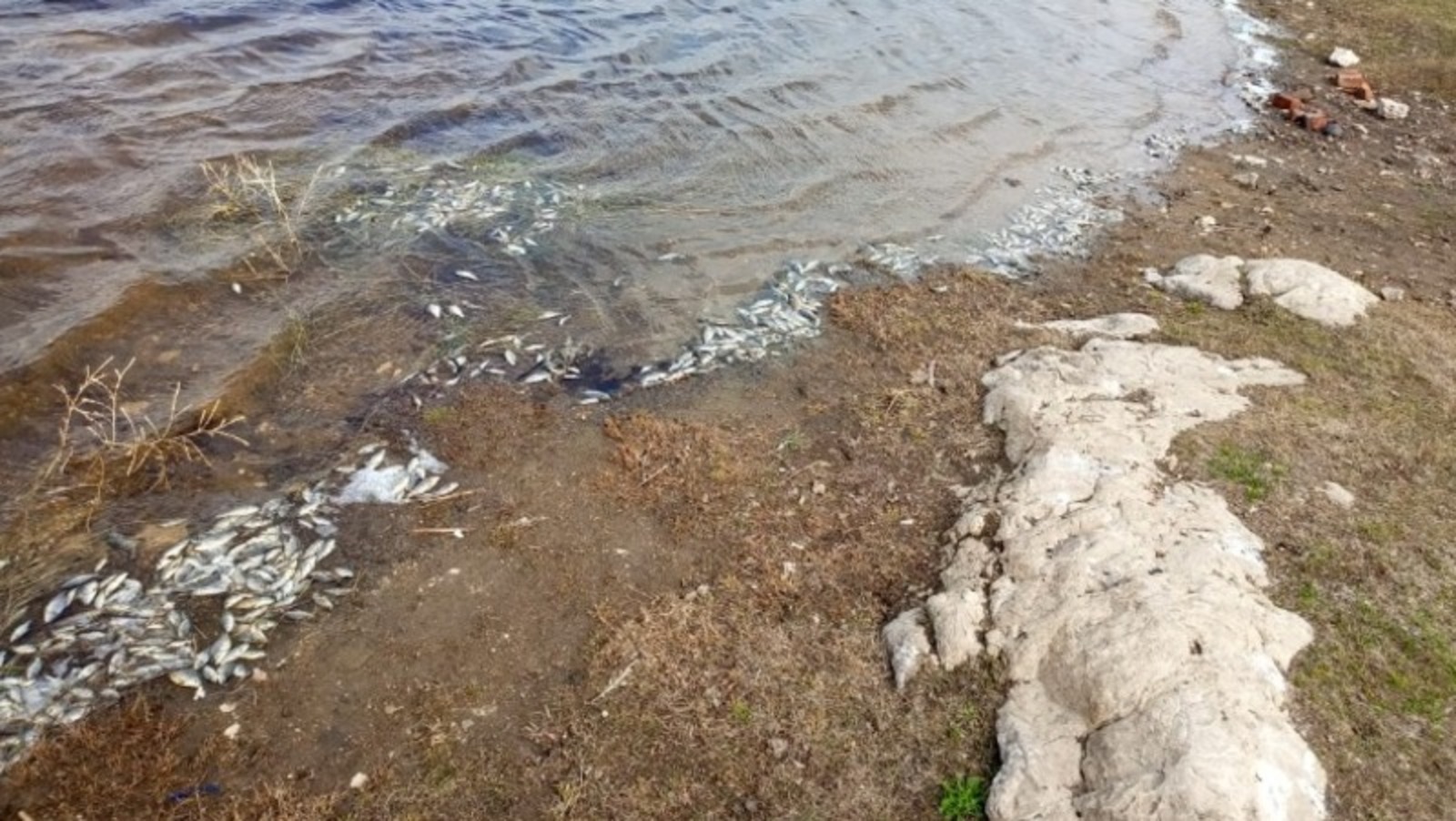 На озере в одном из районов Башкирии зафиксирован мор рыбы