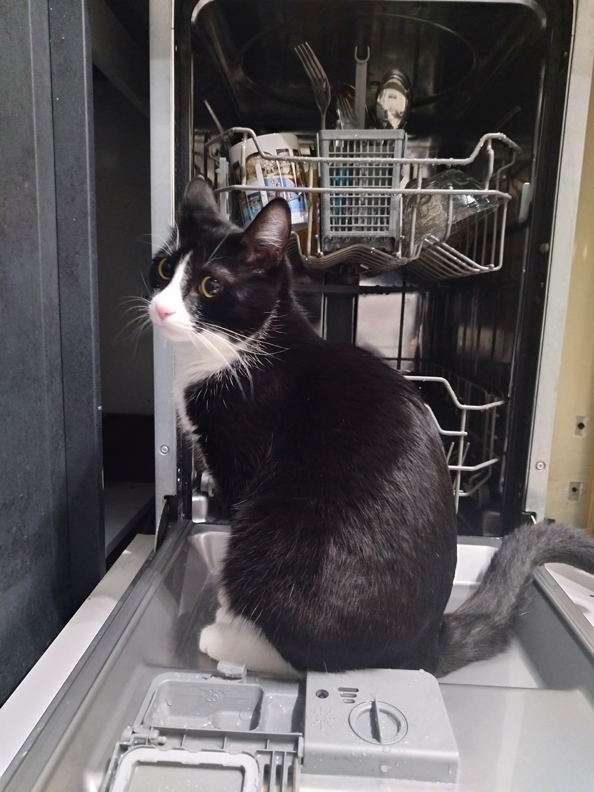 «Уфимские нивы» подвели итоги фотоконкурса «Мой пушистый помощник»