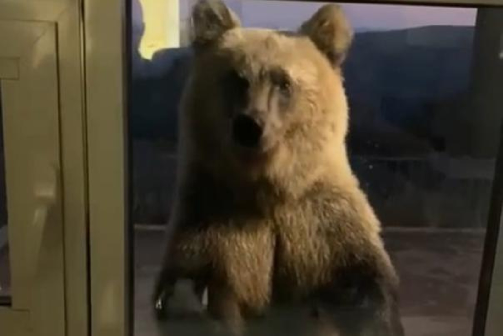 В Башкирии  в рестораны захаживают даже медведи