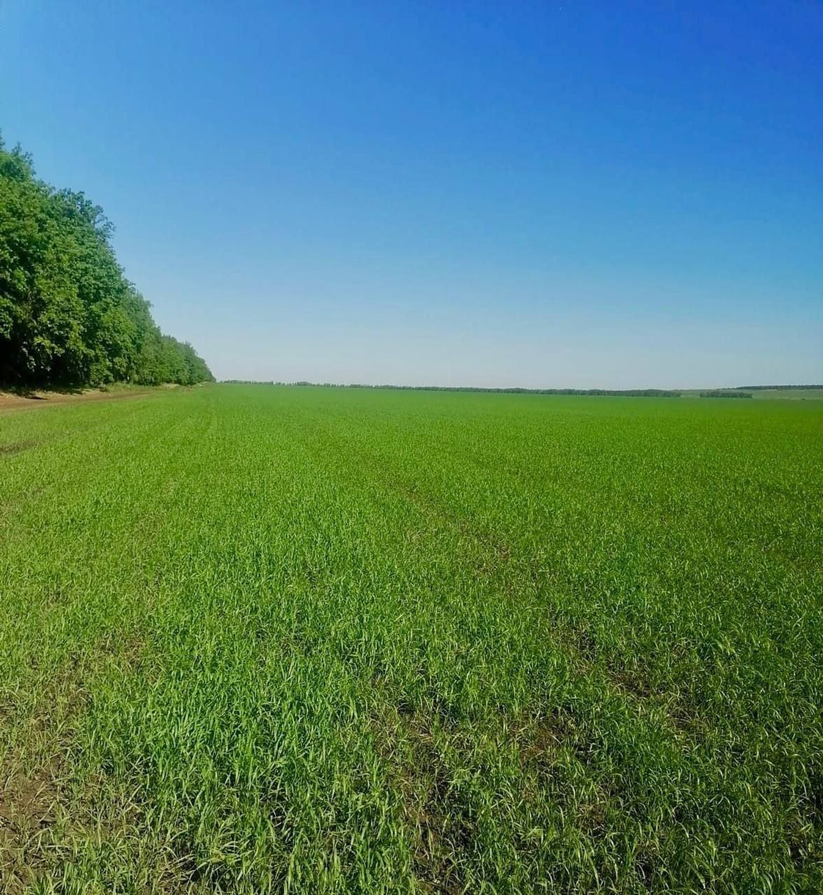 В Уфимском районе завершается яровой сев