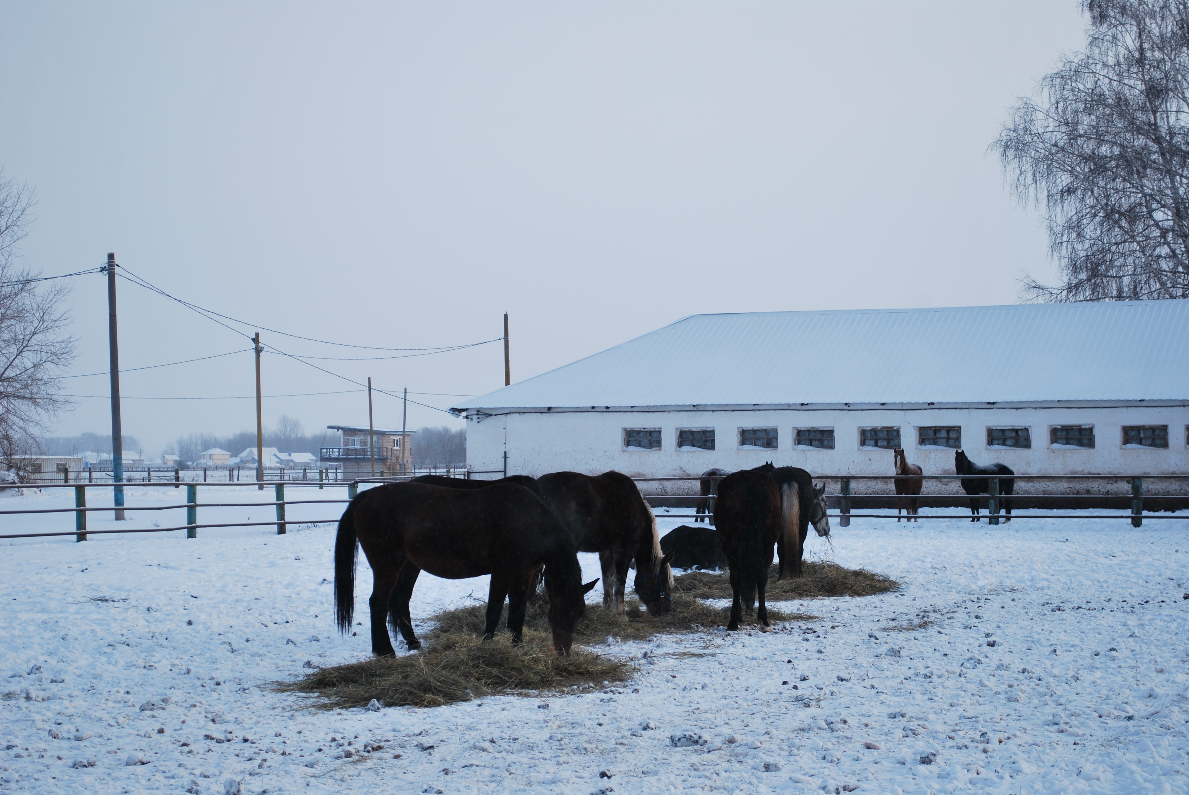 Живые символы года