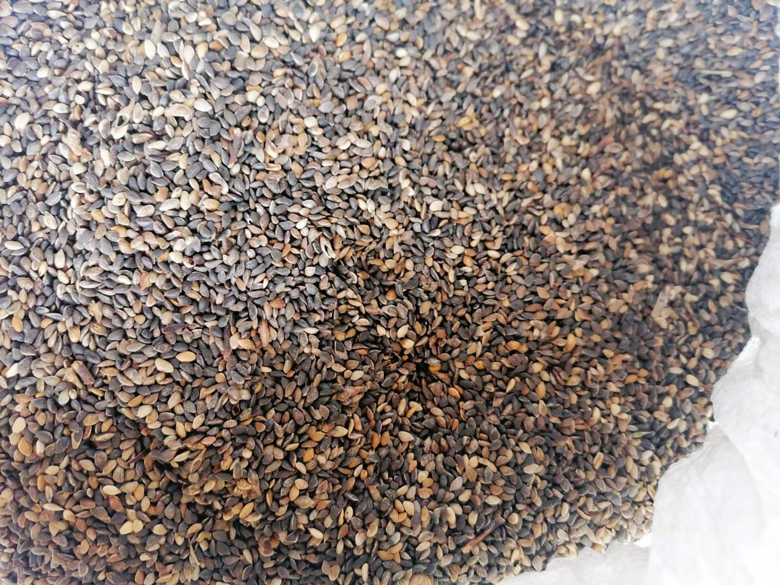 В Башкирии заготовили более трёх тонн семян лесных растений