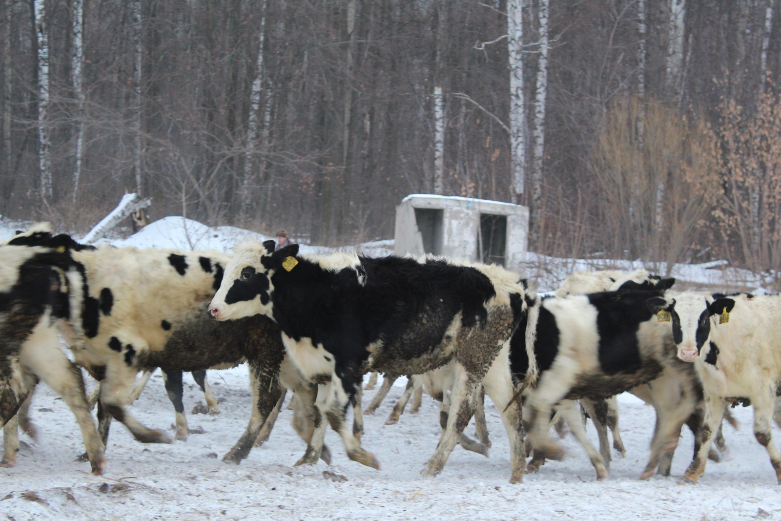 Жители Башкирии обеспечены молочной продукцией на 130%
