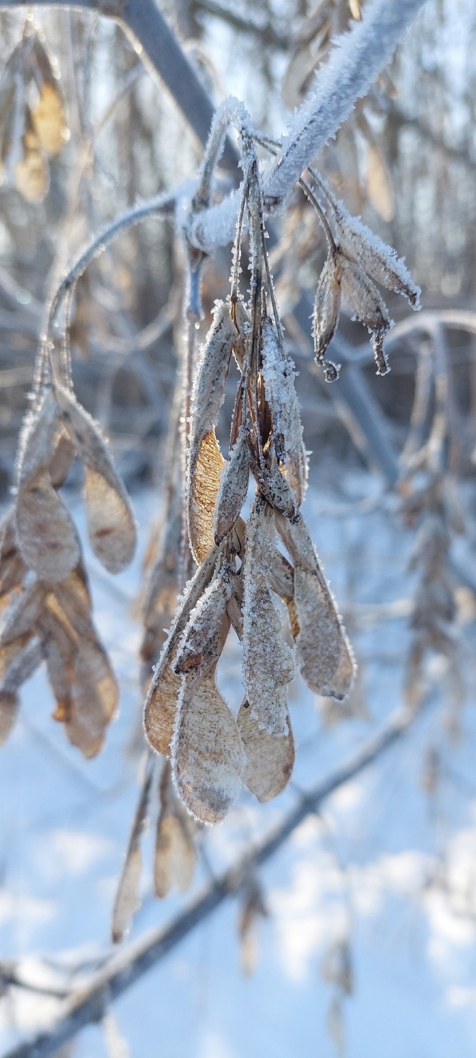 В Башкирии аномальные морозы сменятся привычной зимней погодой