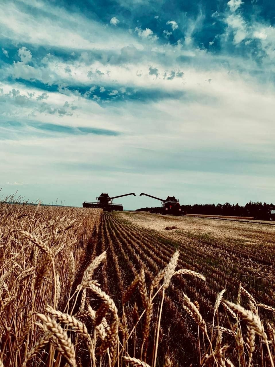 В Уфимском районе собирают богатый урожай