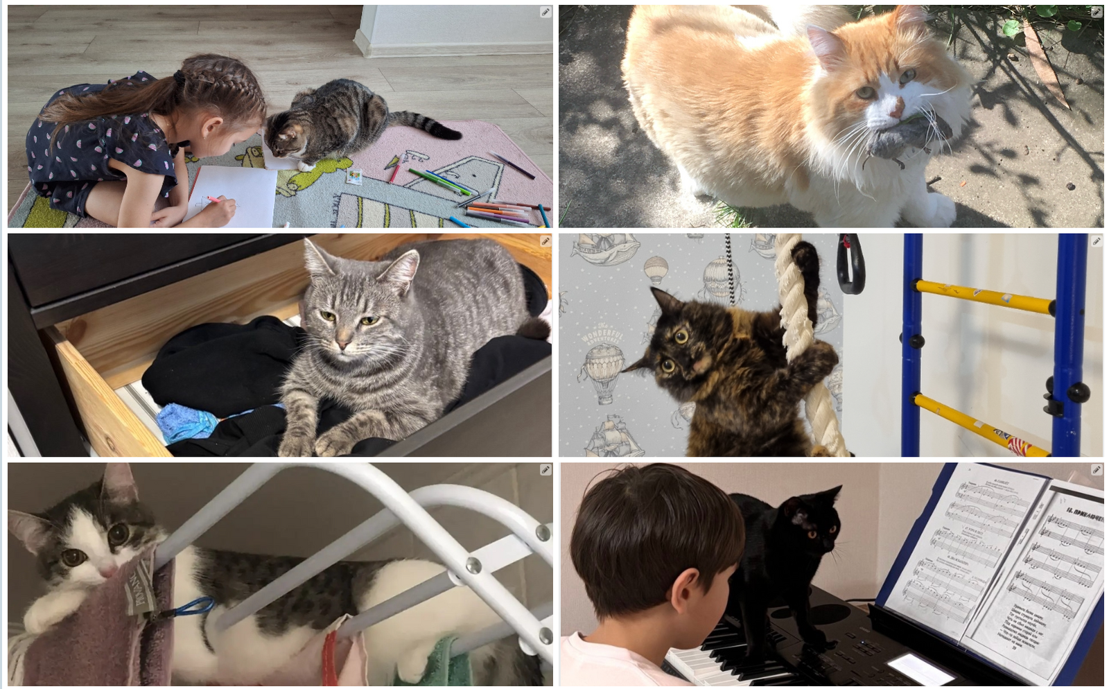 Фотоконкурс  «Мой пушистый помощник» в разгаре