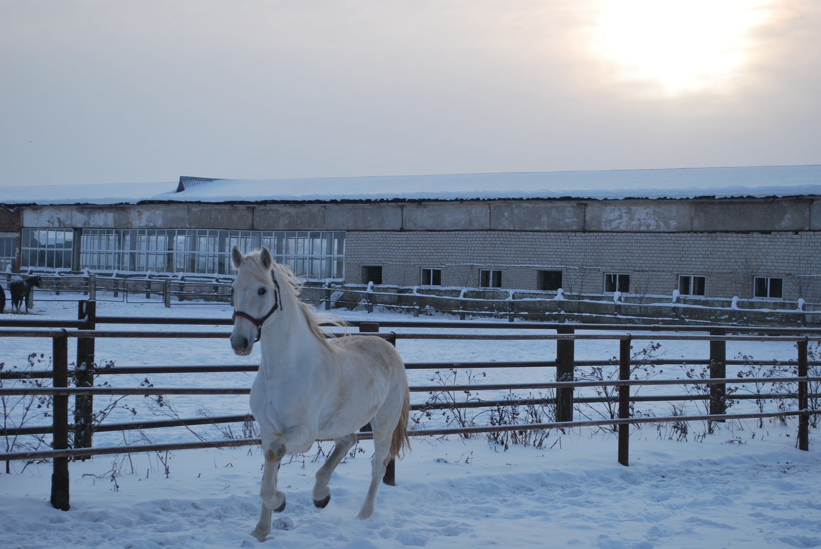 Живые символы года