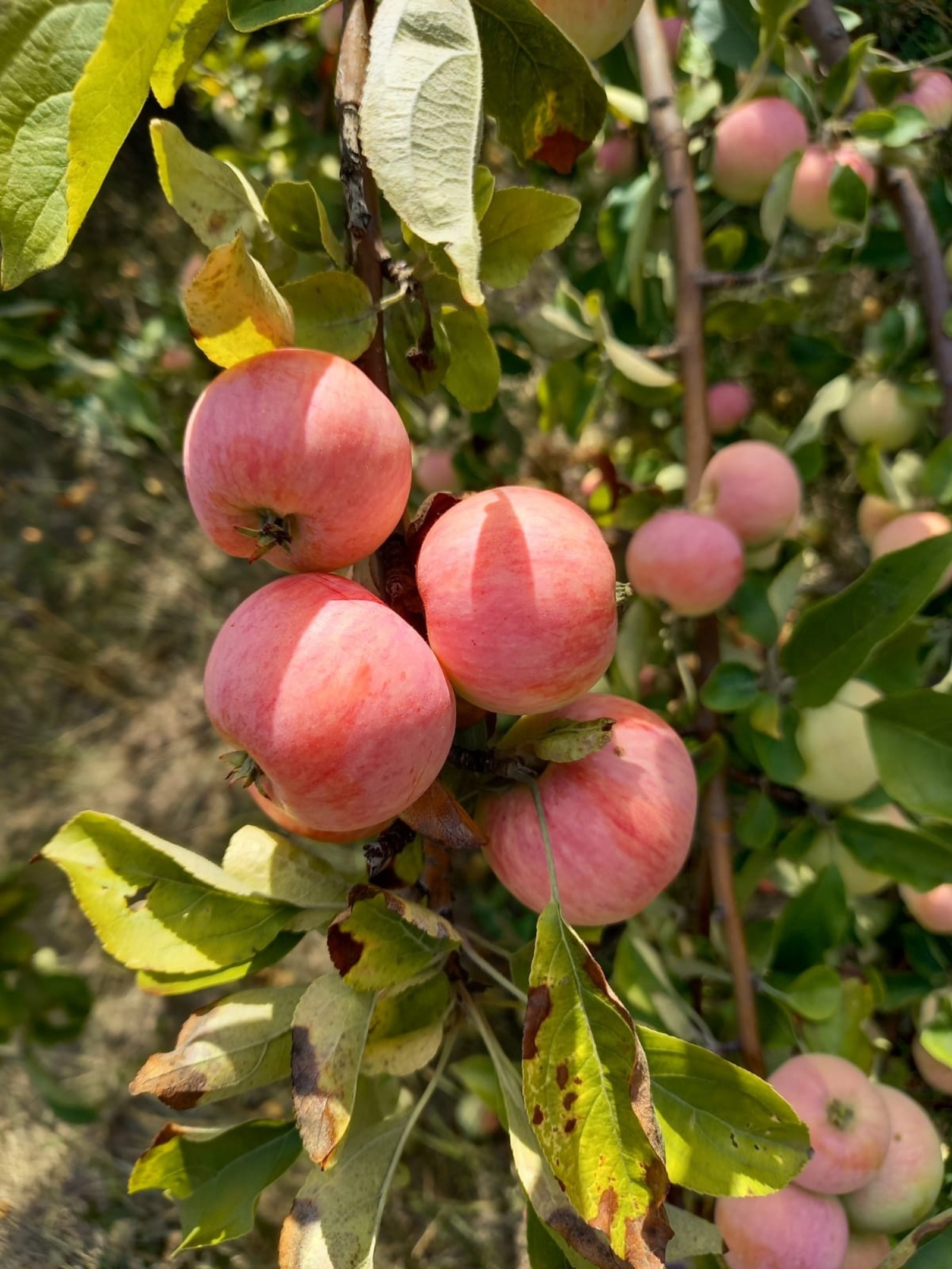 Врач-терапевт назвала тревожные сигналы нехватки витаминов в организме