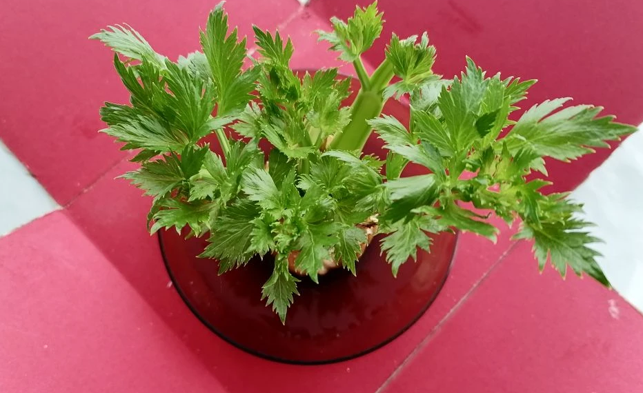 Как быстро вырастить черешковый сельдерей на подоконнике