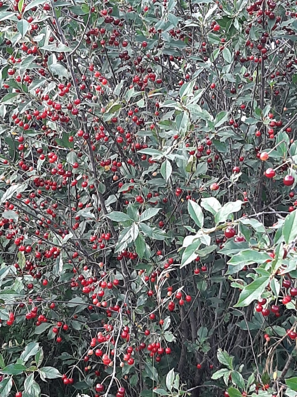 В Башкирии ожидается аномальная жара до +31°С