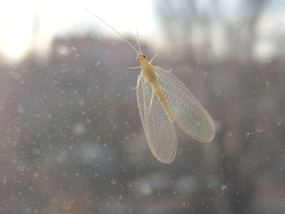 Комары проснутся раньше: как защитить себя от кровососов и их опасных болезней