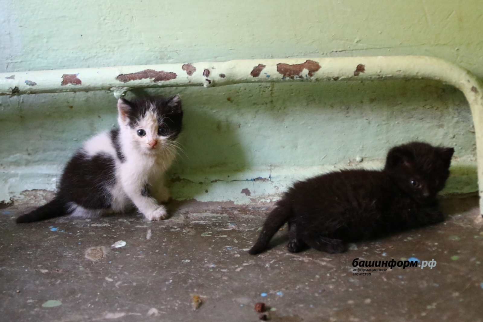 В Башкирии создадут онлайн-реестр домашних животных