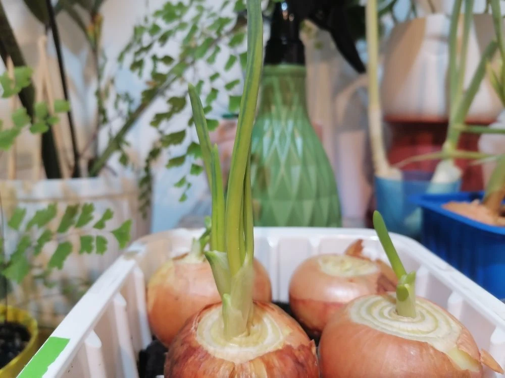 Зелёный лук на подоконнике: как вырастить витамины дома