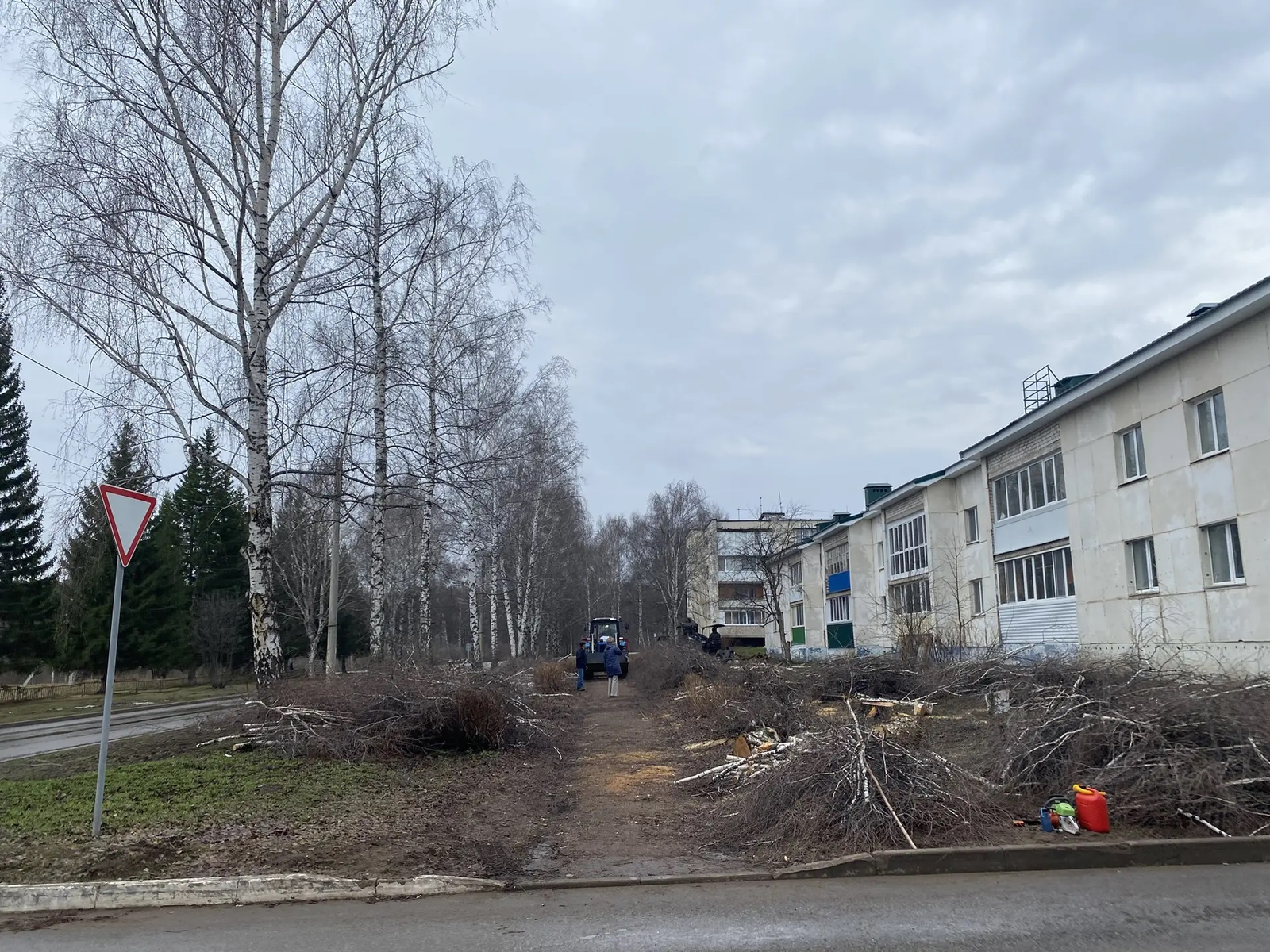 В Авдоне вырубленные березы стали яблоком раздора