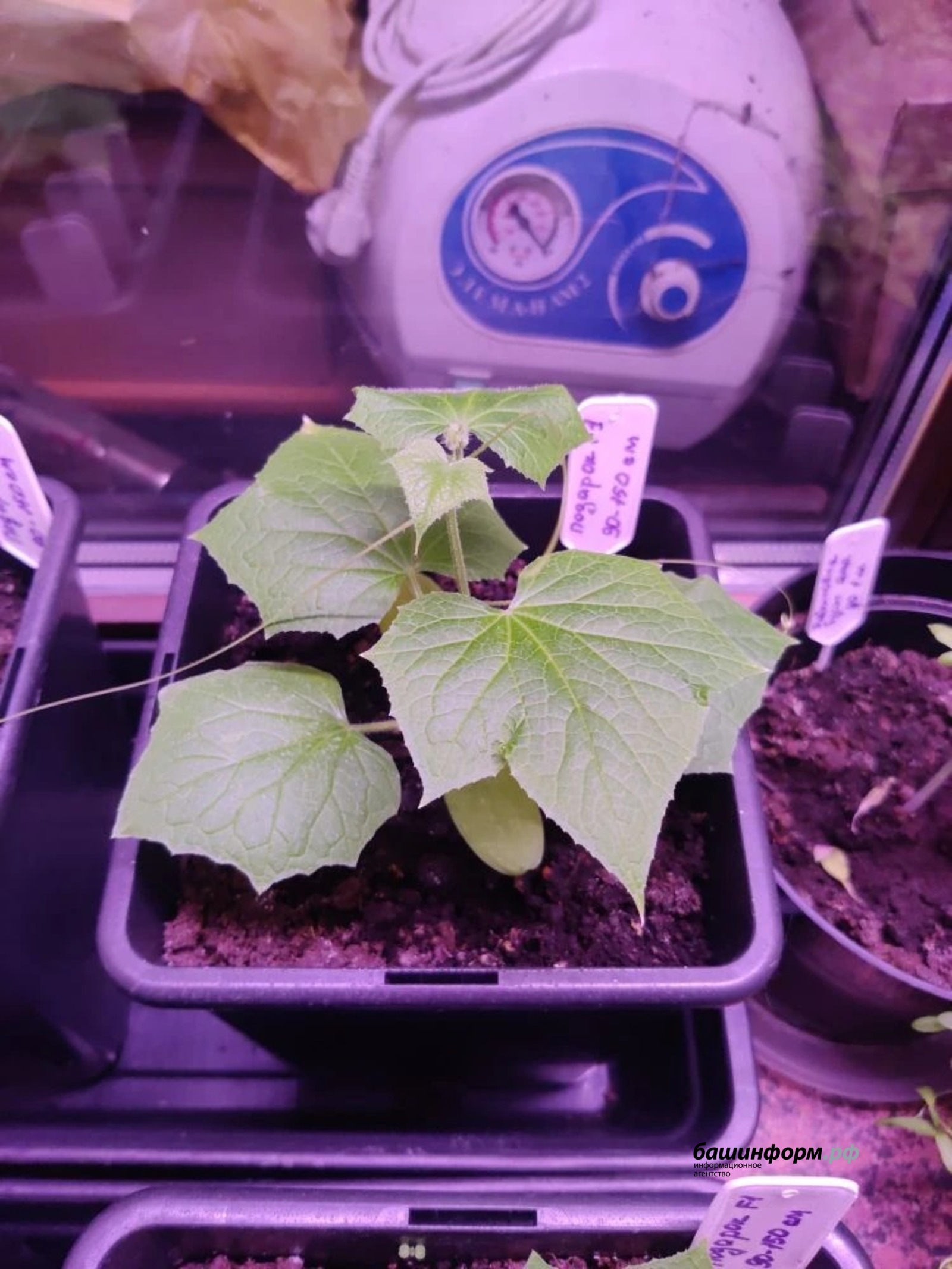 Жители Башкирии делятся лайфхаками по выращиванию огурцов на подоконнике