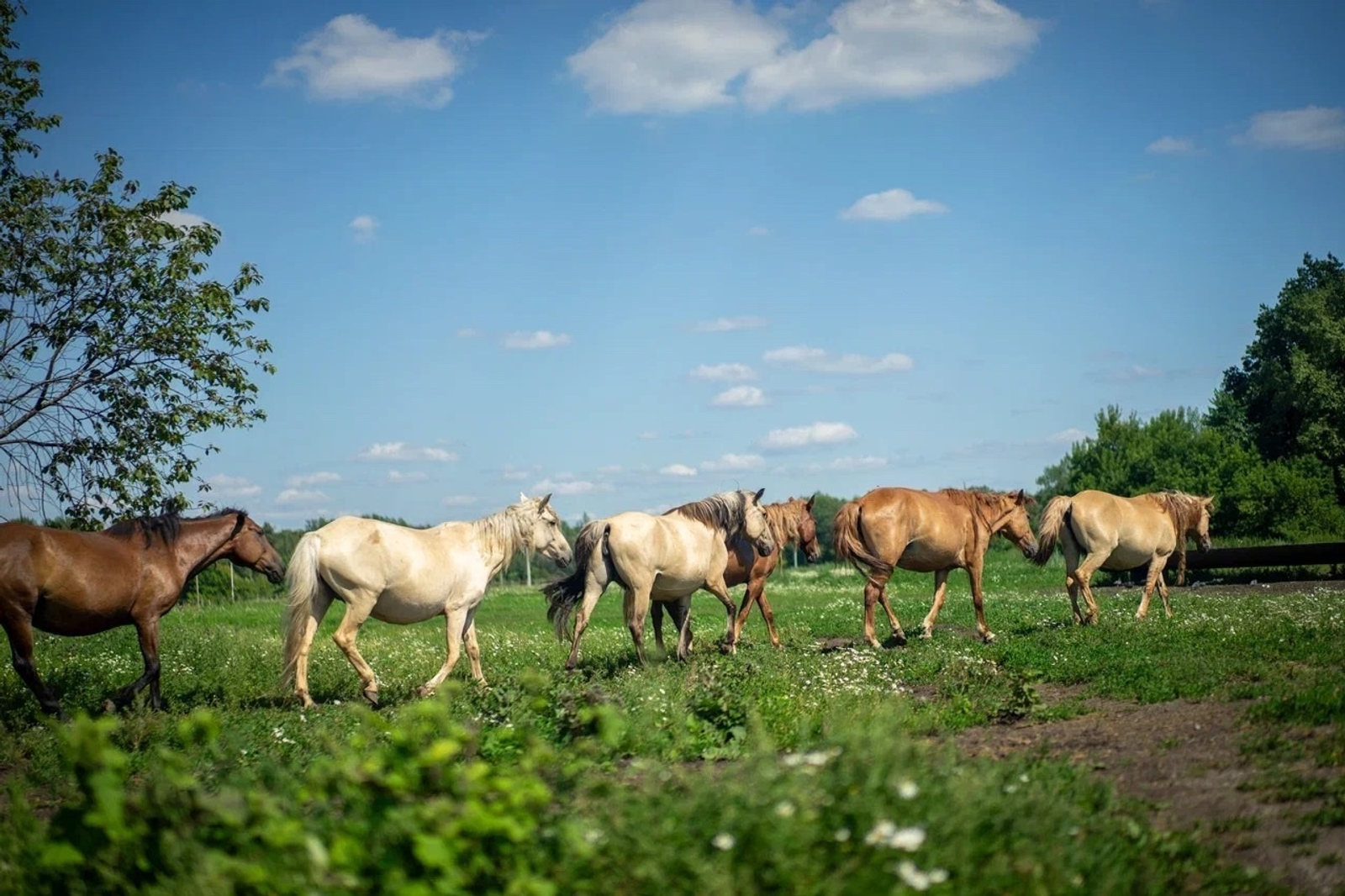 Башкортостан – лидер по производству кумыса в России