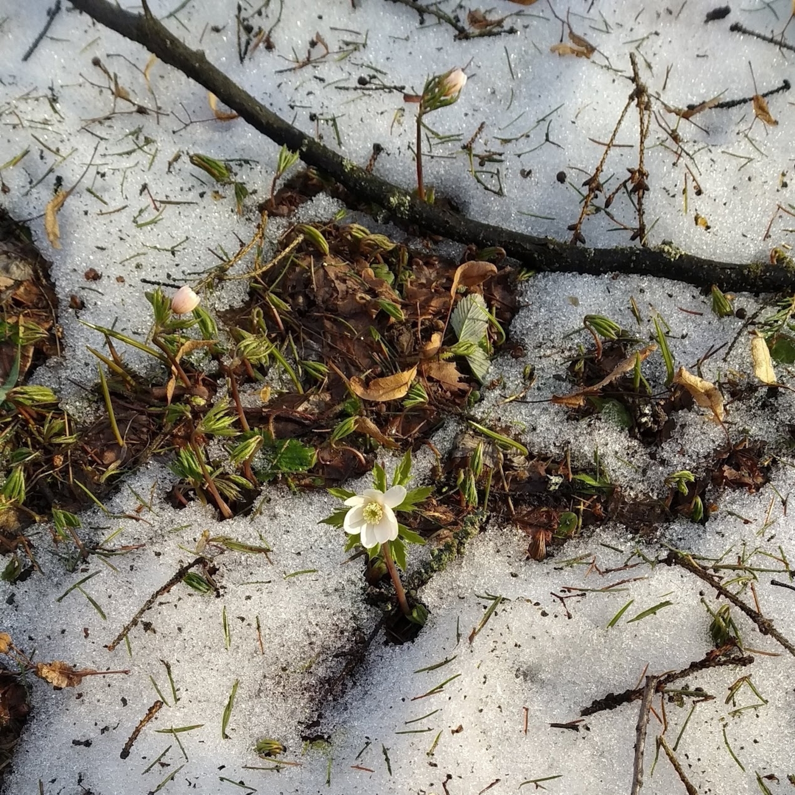 Первая рабочая неделя весны в Башкирии завершится трехдневными выходными