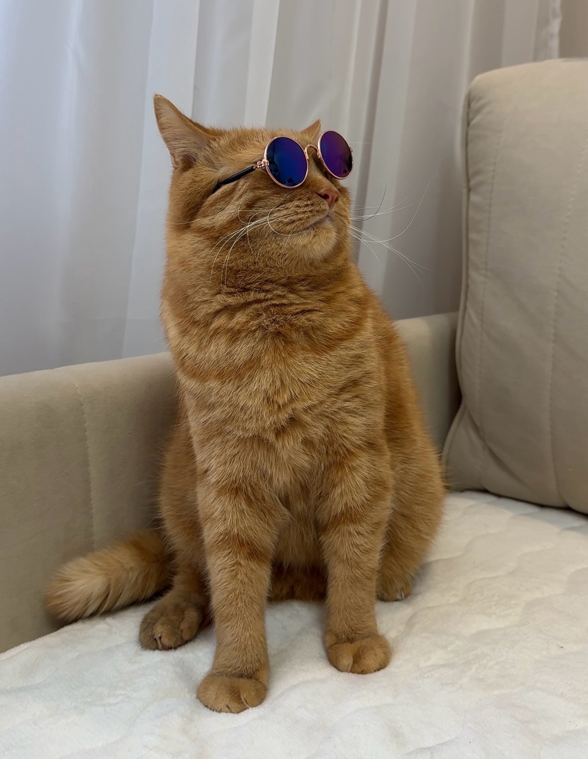 «Уфимские нивы» подвели итоги фотоконкурса «Мой пушистый помощник»