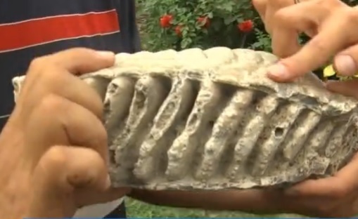 Жители Уфимского района Башкирии нашли зуб мамонта