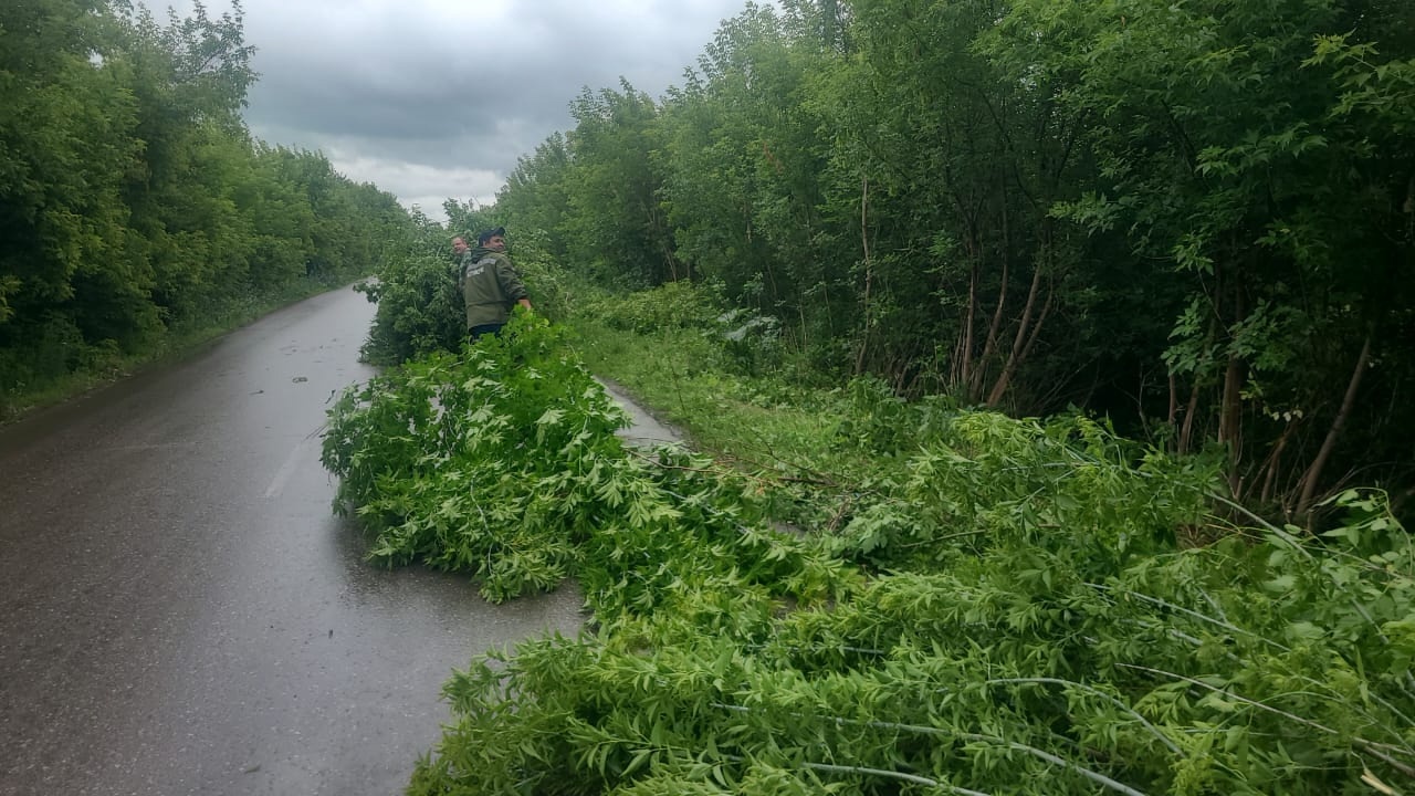 В Уфимском районе кронируют деревья для безопасности вдоль дорог