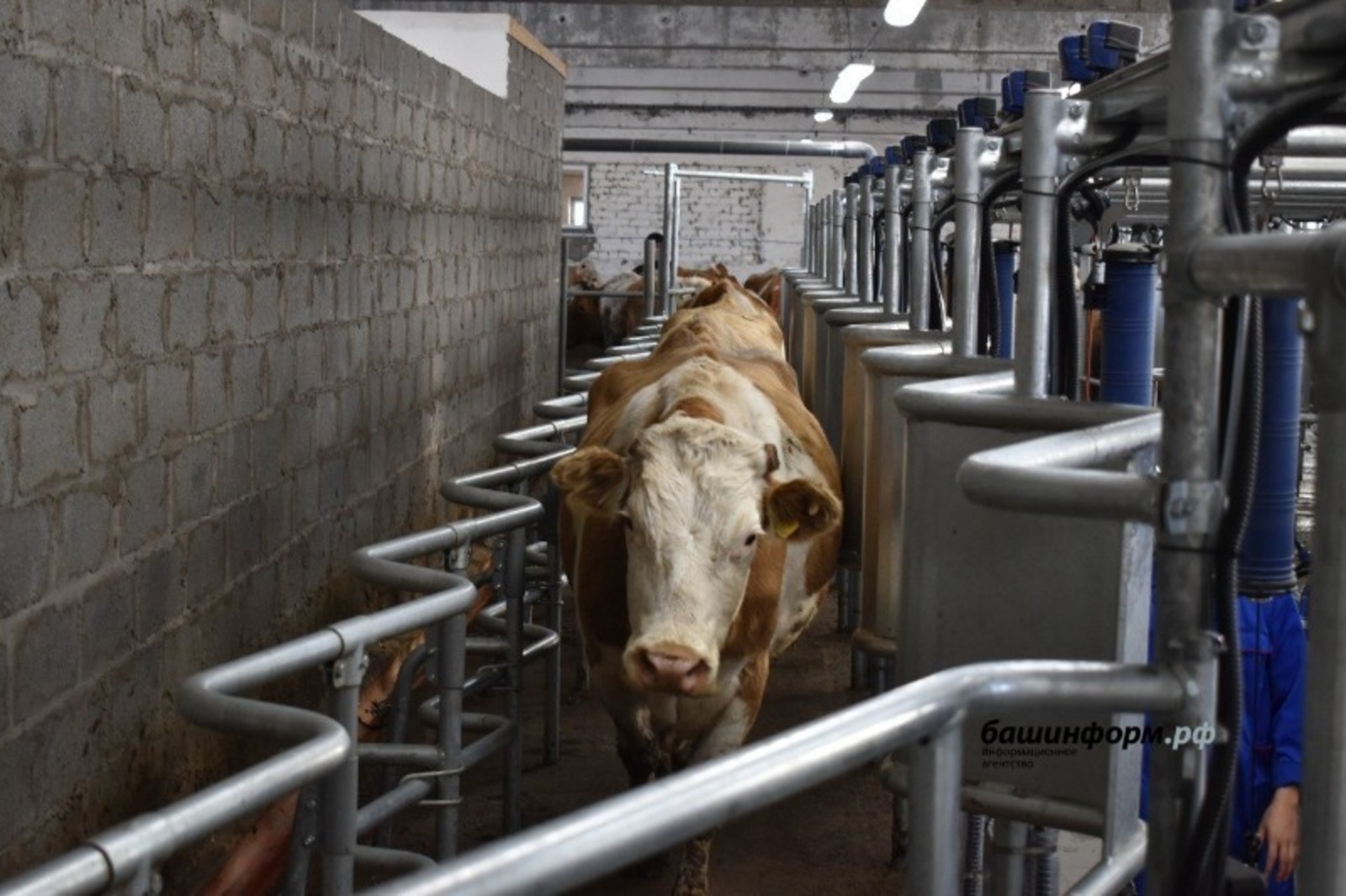 Требования к безопасности здоровья домашнего скота в Башкирии при строительстве ферм усилены