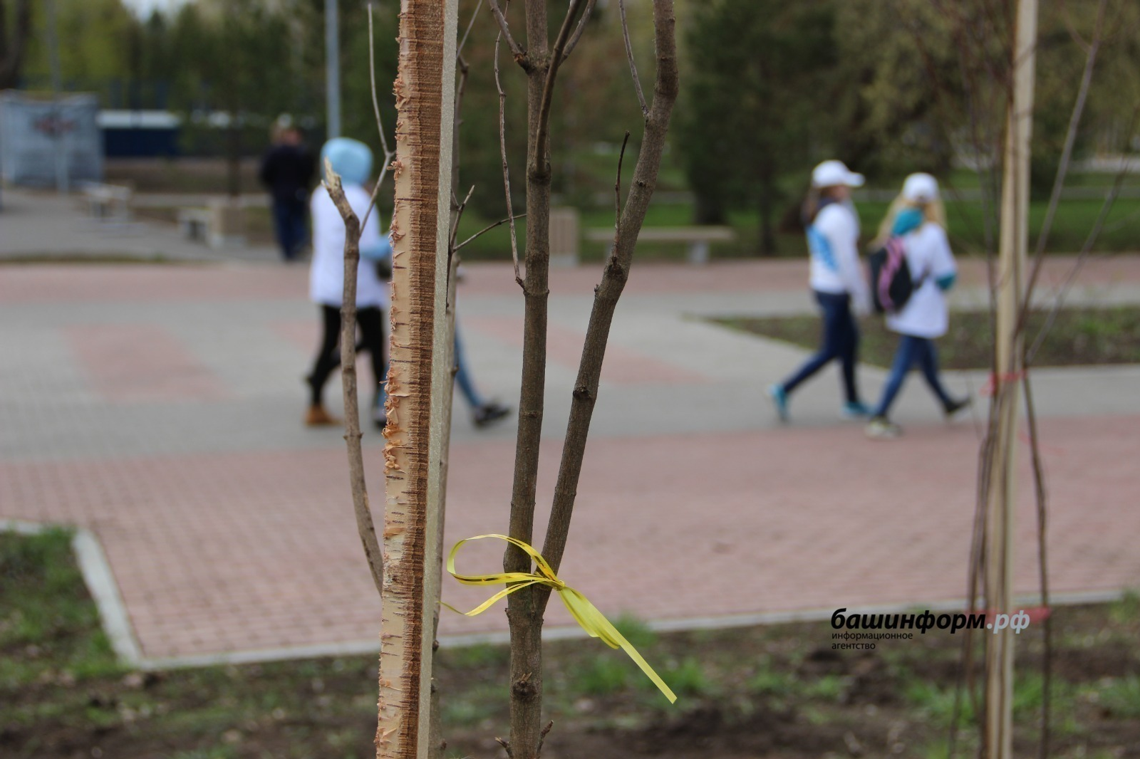 Башкирия вошла в топ-10 по участию в акции «Сад Памяти»