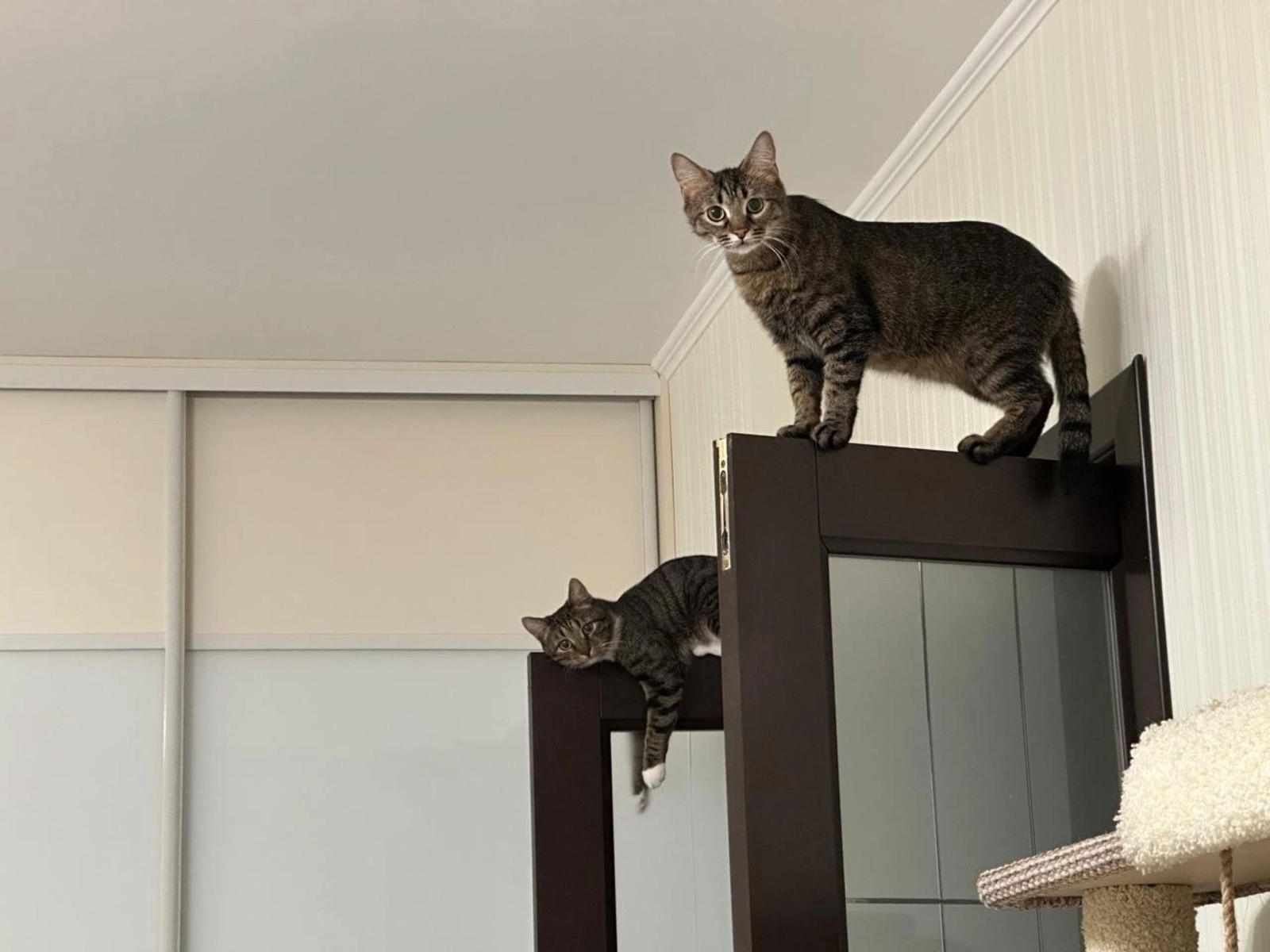 Редакция газеты «Уфимские нивы» объявляет фотоконкурс «Хвостатые проказники»