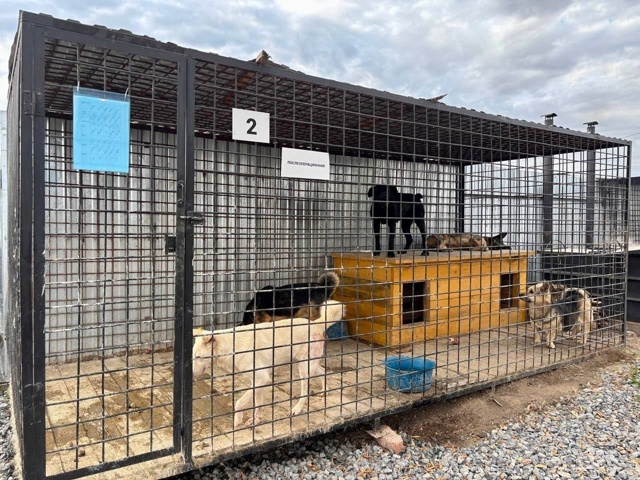 В Уфимском районе обсудят вопросы обращения с безнадзорными животными