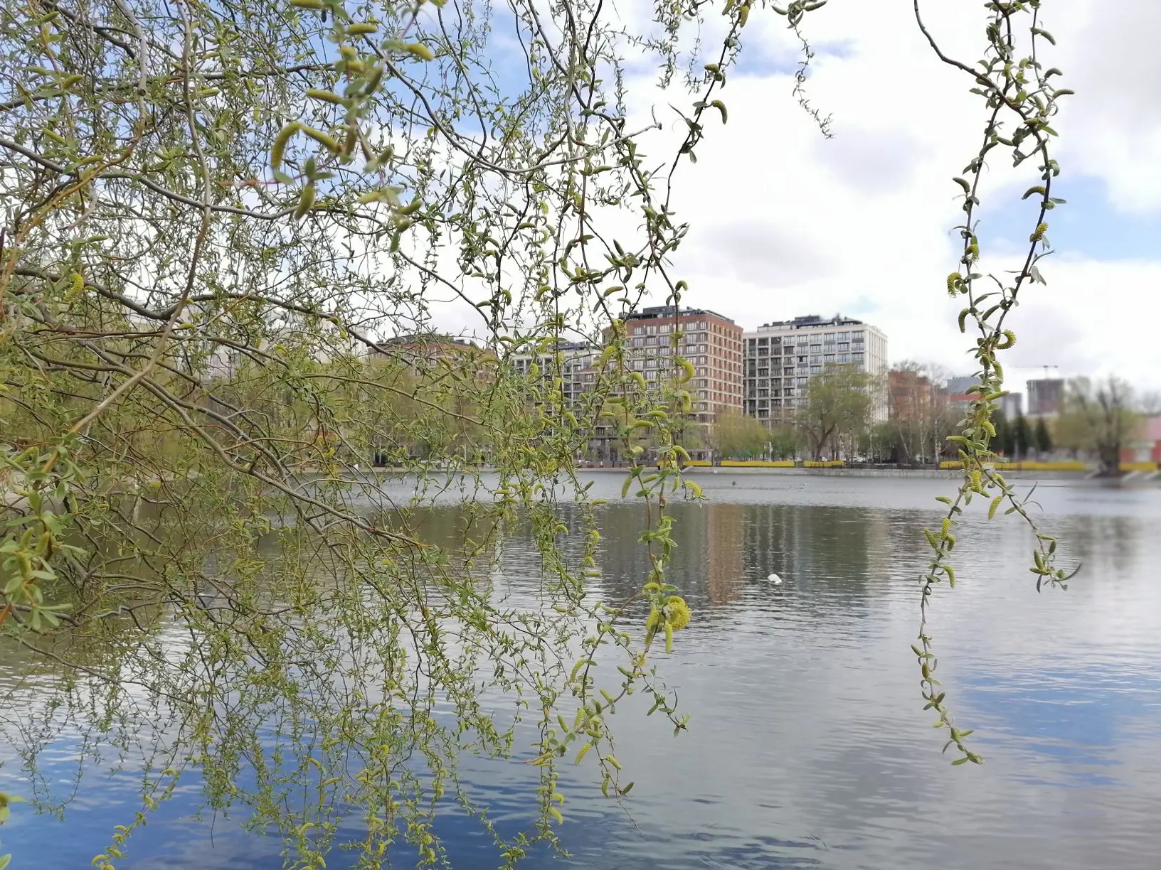 В парке Уфы зацвела яблоня