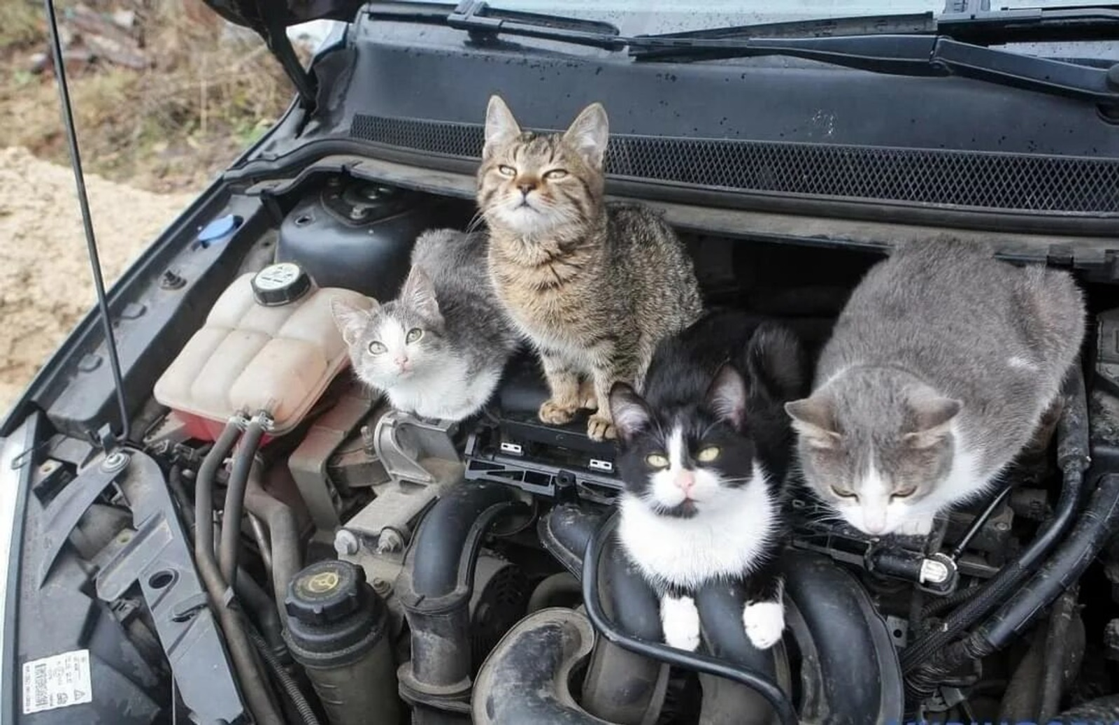 В Башкирии спасатели рассказали, как безопасно выманить кошку из-под капота