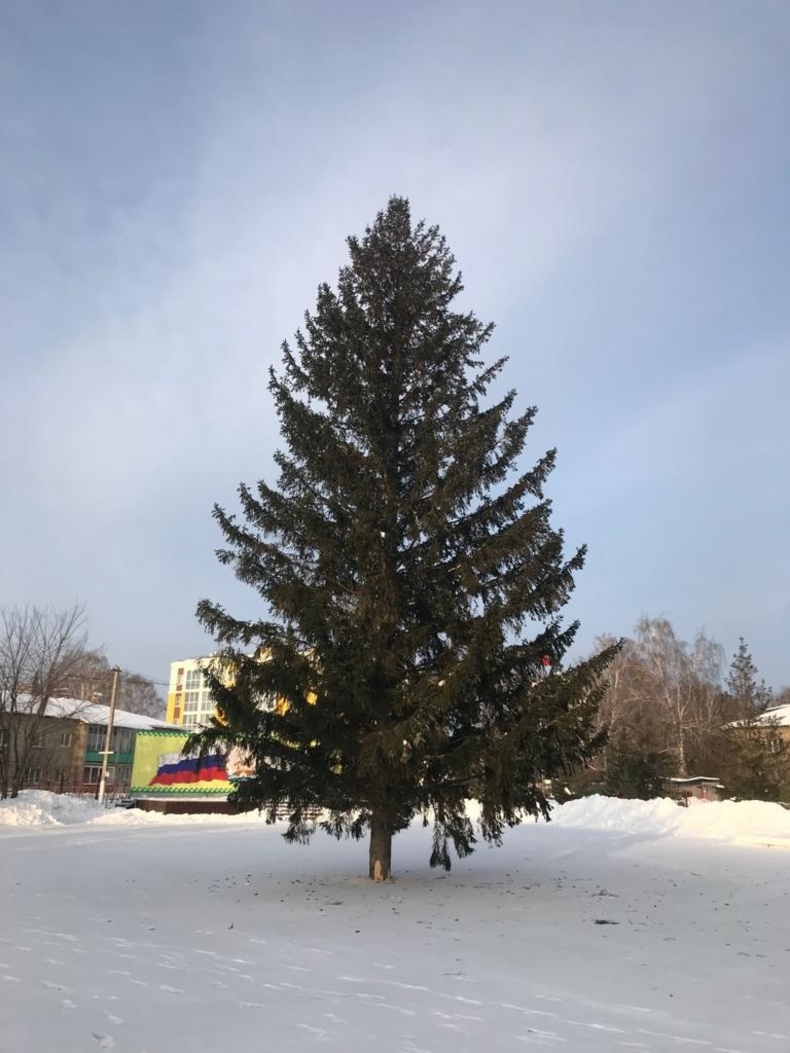 В Башкирии начнется контроль за продажей новогодних елок