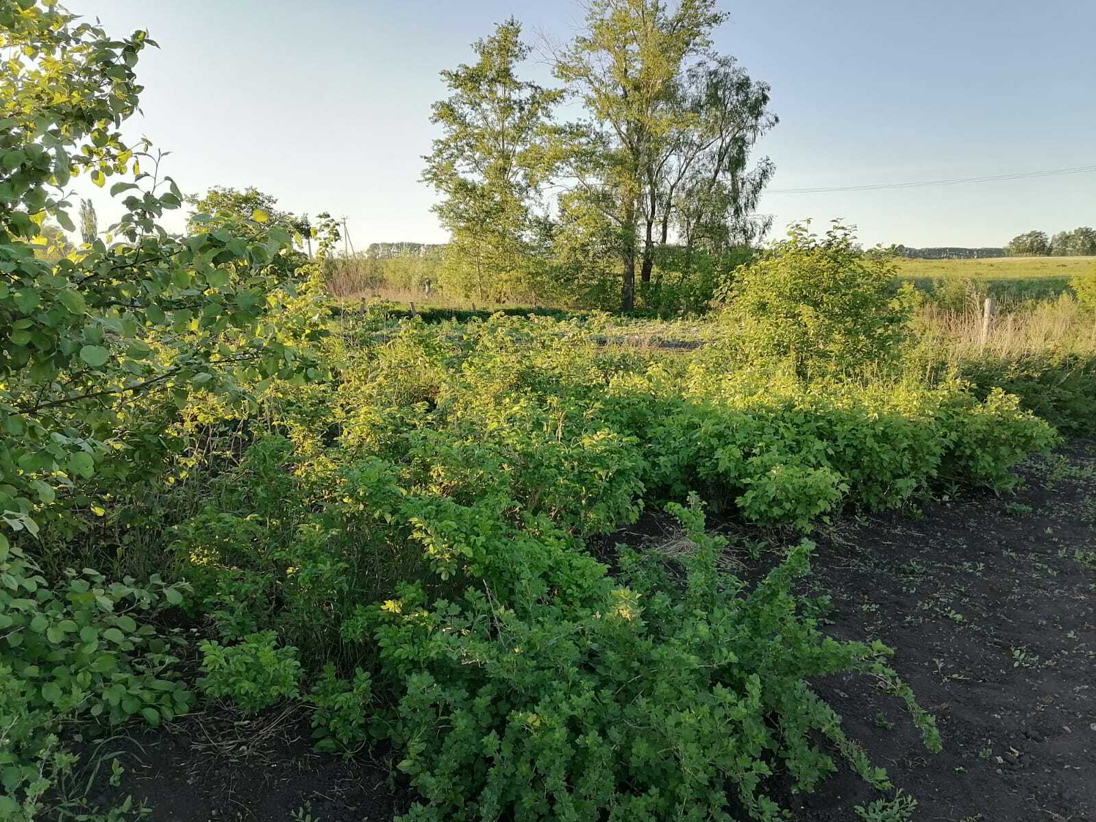 В первую неделю июня  в Башкирии пройдут дожди