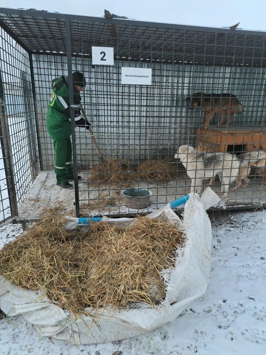 В приюте села Кармасан спасают животных от зимних холодов