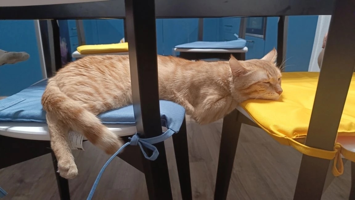 «Уфимские нивы» подвели итоги фотоконкурса «Мой пушистый помощник»