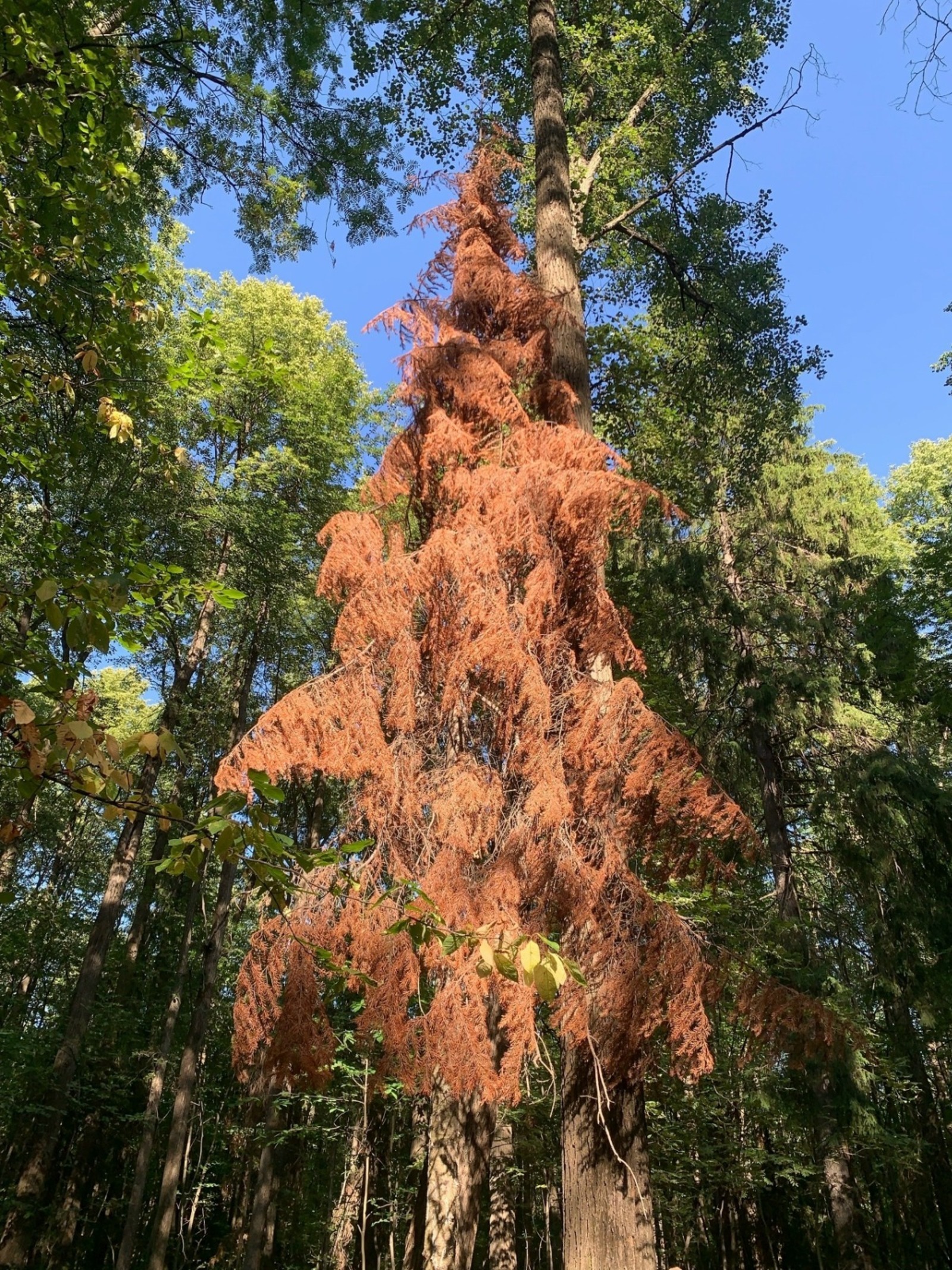 Все пихты в Уфе будут вырублены: администрация назвала причину